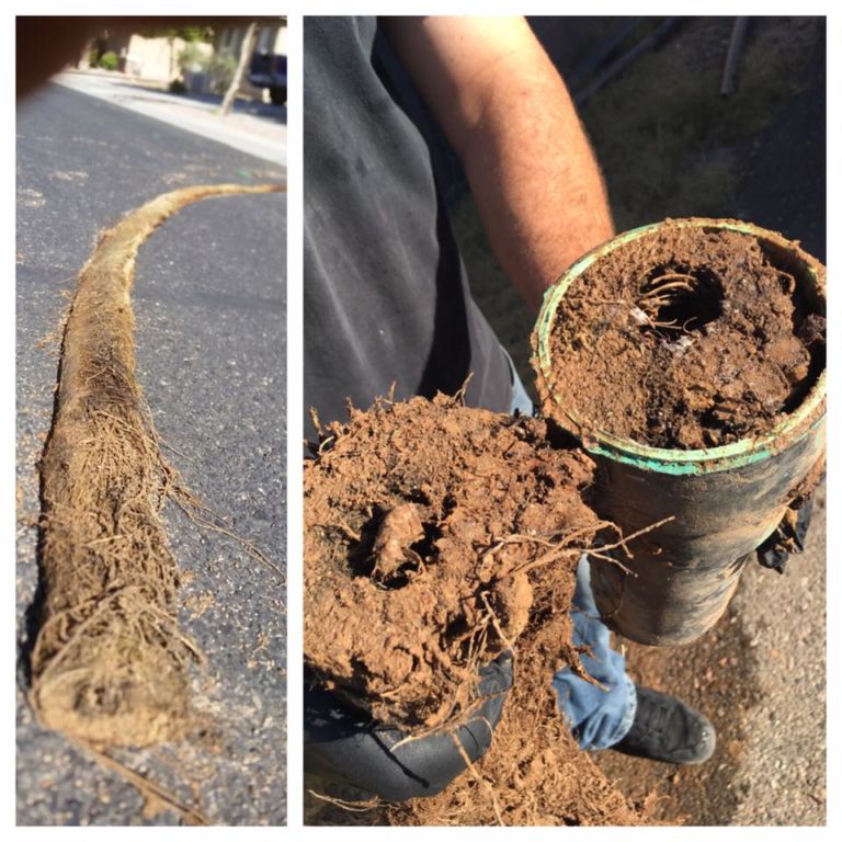 How to remove Roots in your sewer affordable plumbing Mesa AZ 768x768