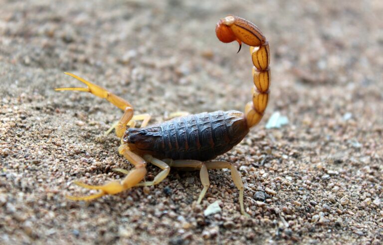 Pest Control Services Phoenix 768x491